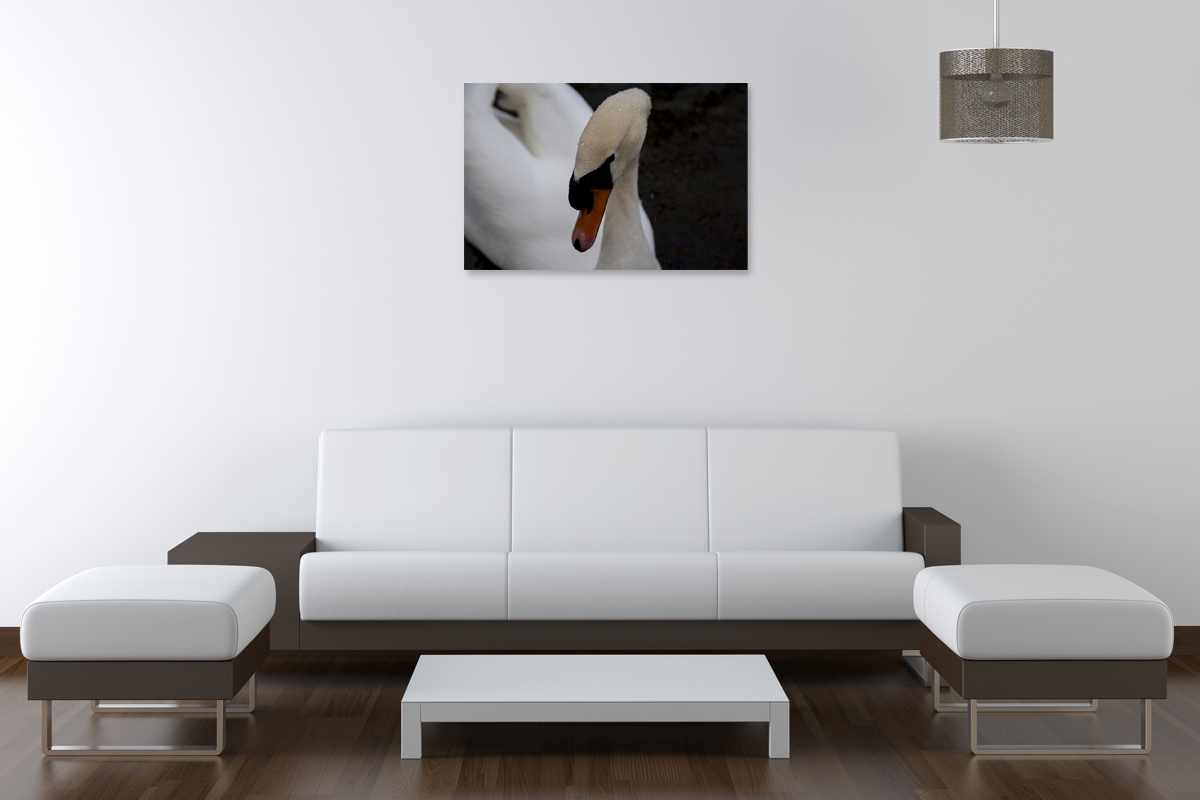 2-114-1440-wohnzimmer-schwan-tropfen-schoenheit-schwimmen-wechselbilderrahmen-portraets_l