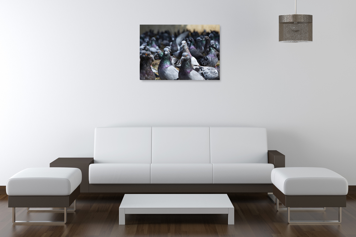 2-114-1474-wohnzimmer-vogel-taube-graublau-schar-wandbilder-xxl-personalisierung_l