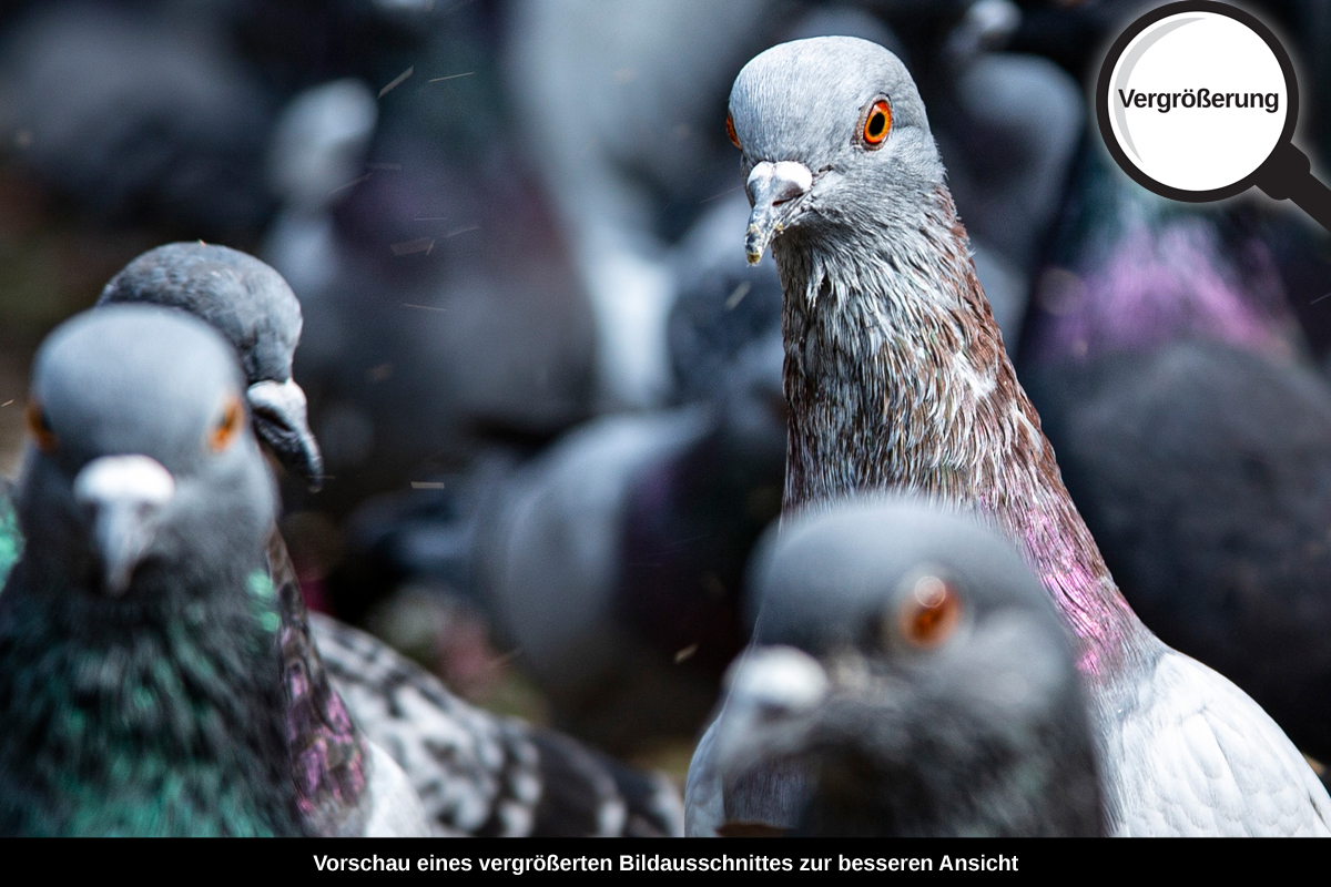 3-114-1474-bild-gross-vogel-taube-graublau-schar_l
