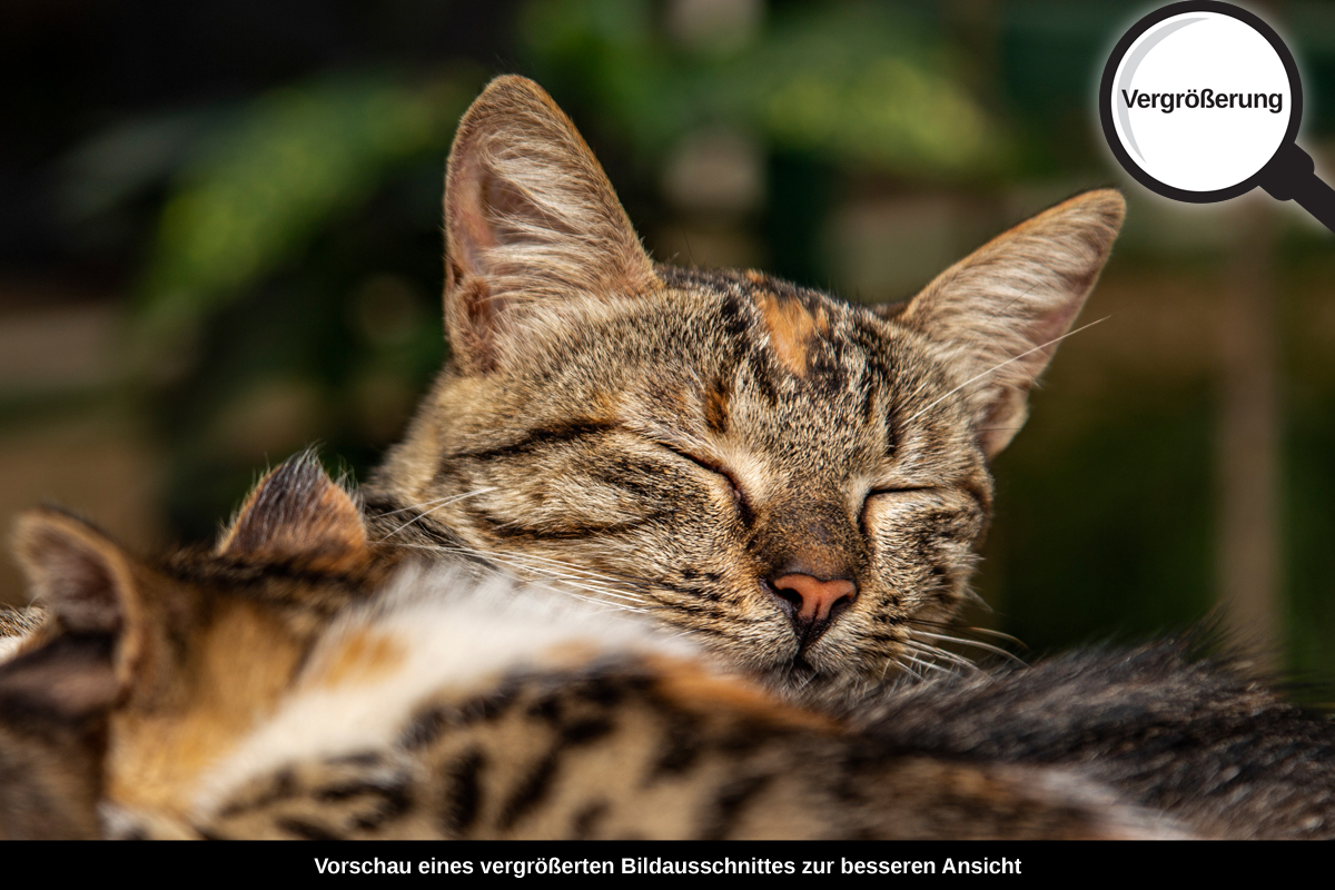 3-114-1608-bild-gross-katzen-schlafen-streifen-tier_l