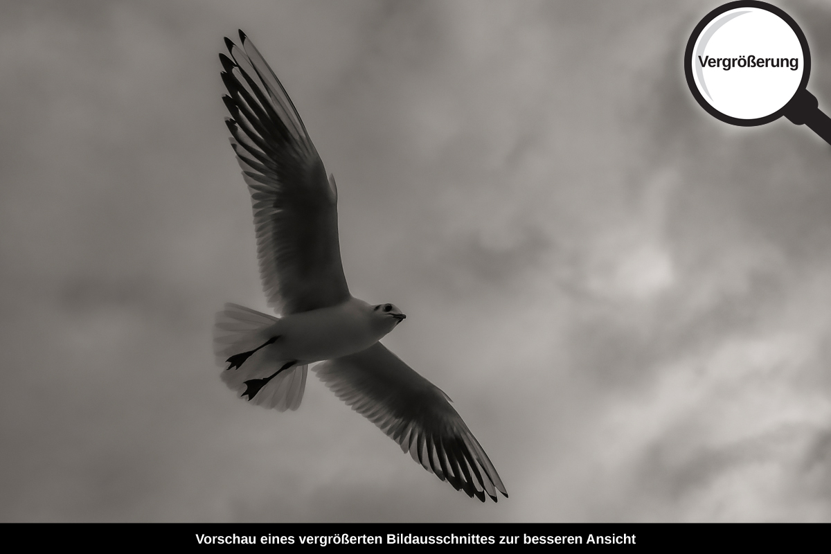 3-114-1663-bild-gross-vogel-moewe-regenwolken-flug_l