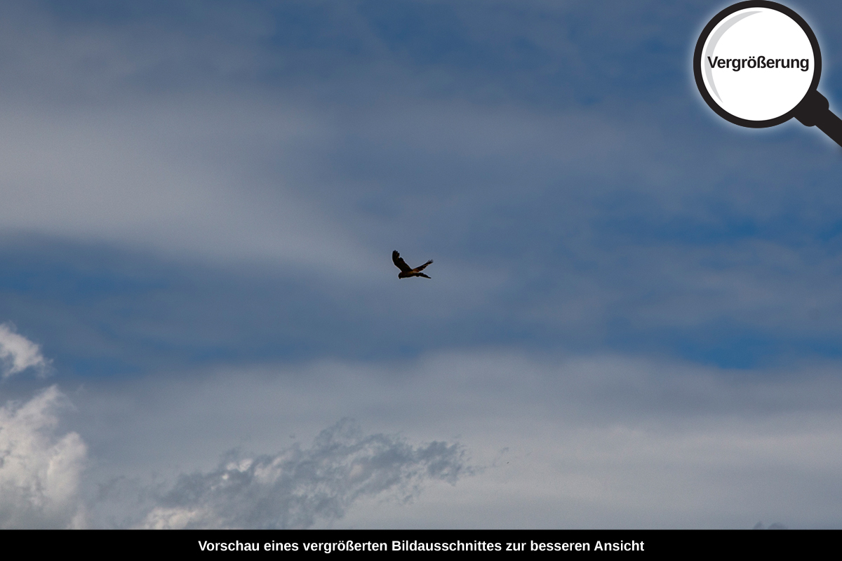 3-116-1109-bild-gross-himmel-vogel-ueber-den-wolken-flug_l