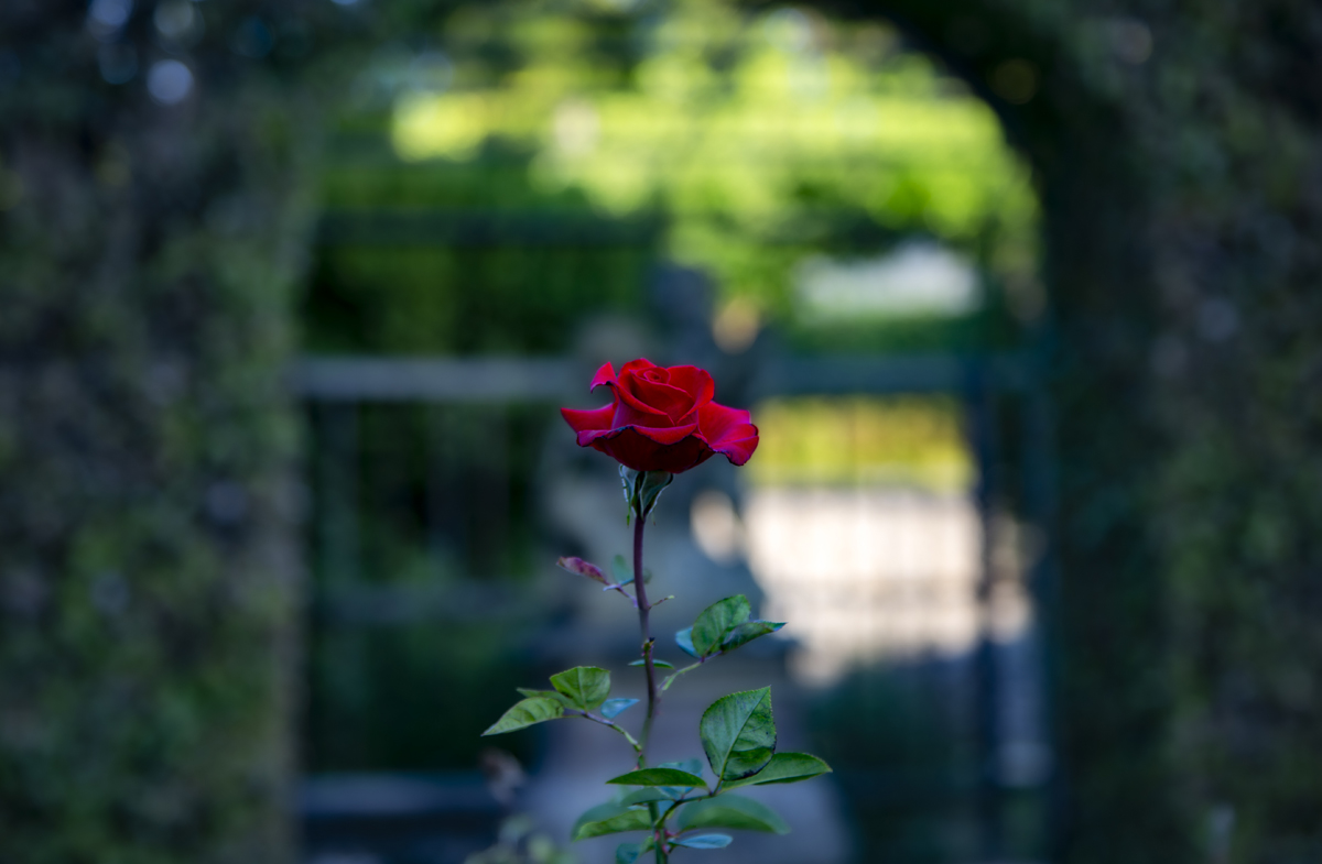 1-117-1344-rose-rot-gruen-schoen-coole-bilder-galerie-qualitaet_l