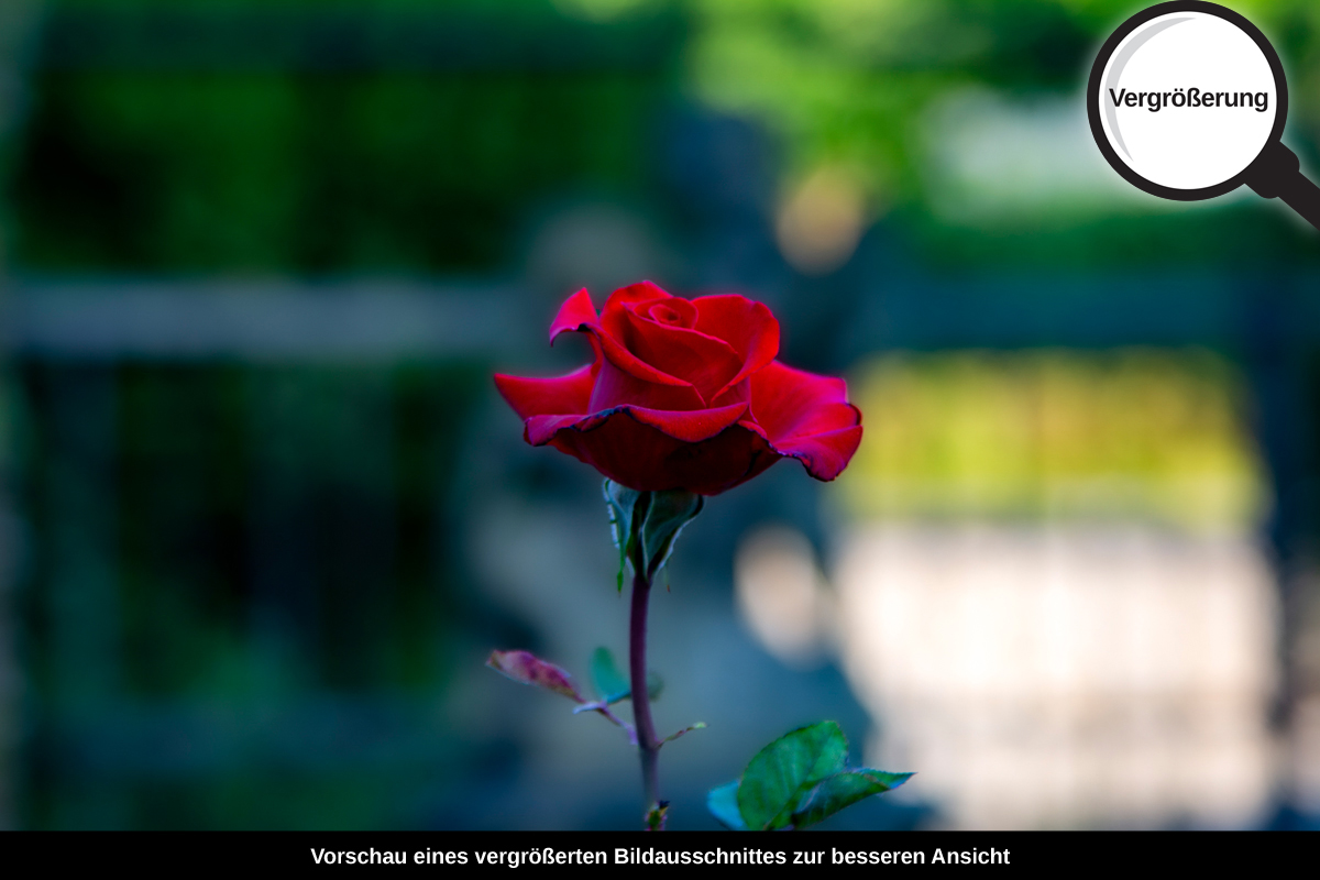 3-117-1344-bild-gross-rose-rot-gruen-schoen_l