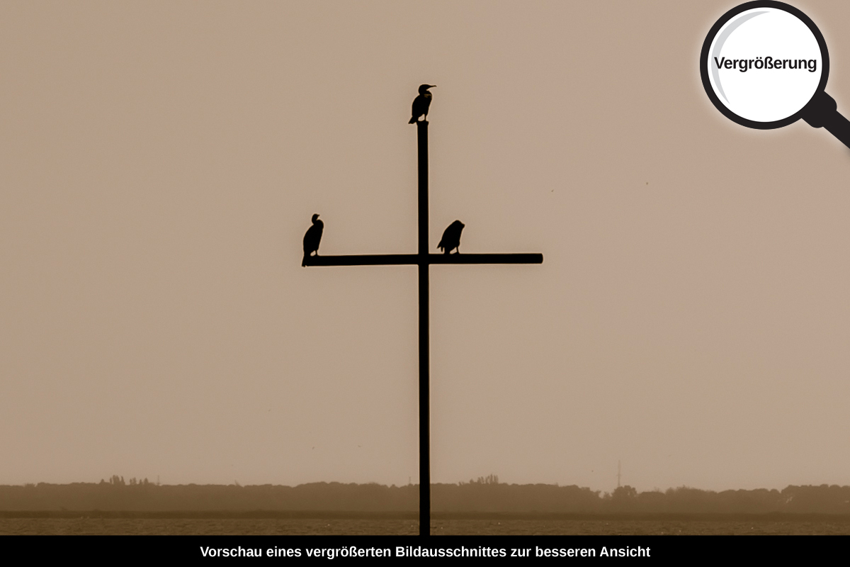 3-105-1554-bild-gross-wasser-kreuz-see-voegel_l