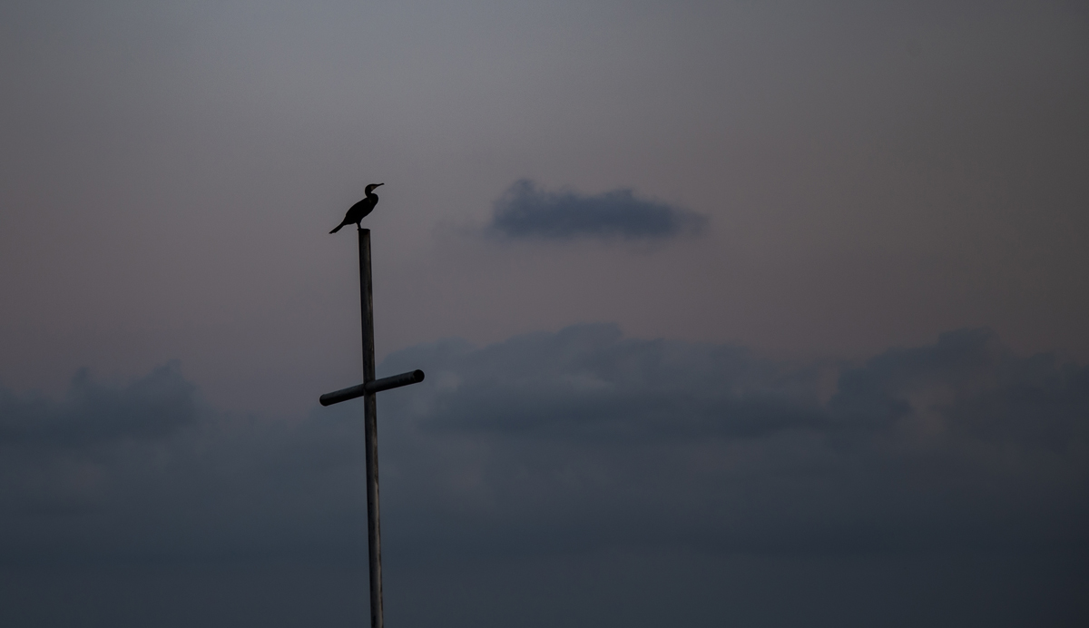 1-109-1573-kreuz-vogel-art-auf-rechnung_l