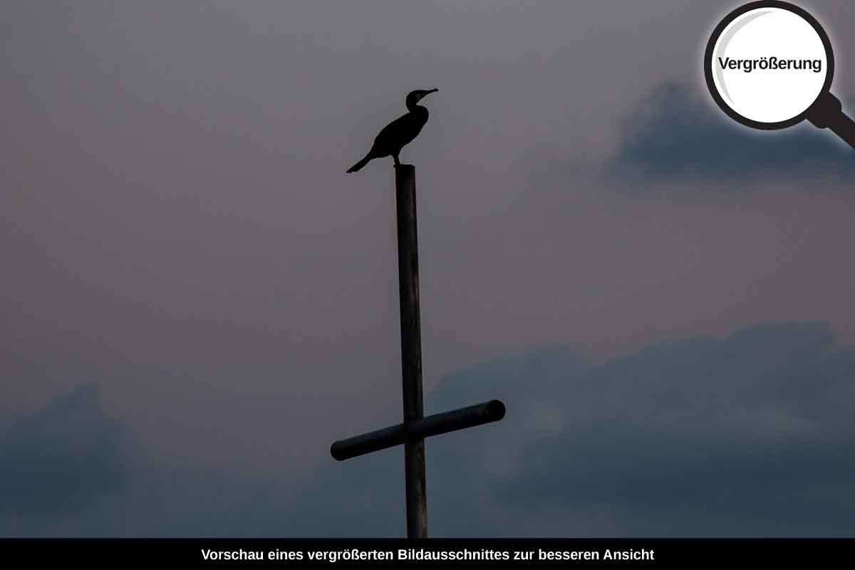3-109-1573-bild-gross-kreuz-vogel_l