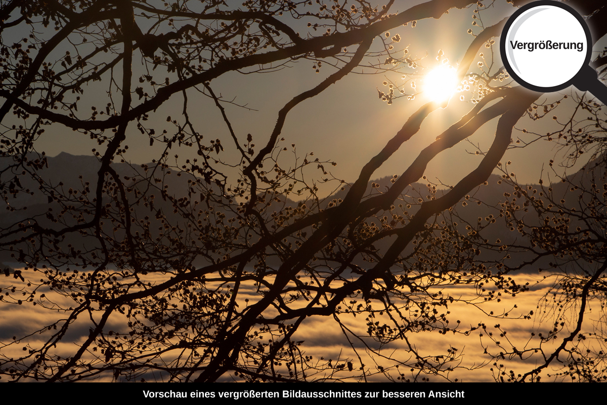 3-112-1467-bild-gross-wolkendecke-sonnenuntergang-zweige_l