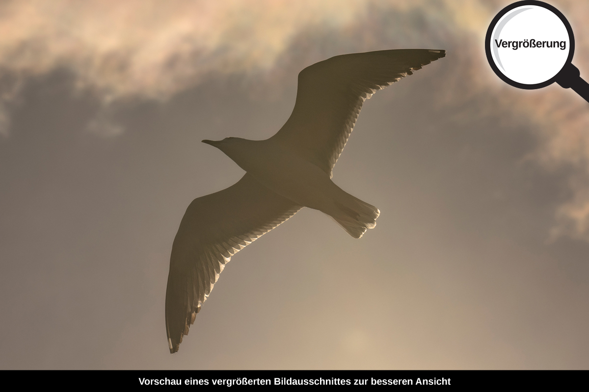 3-114-1685-bild-gross-vogel-flug-sonnenlicht-himmel_l