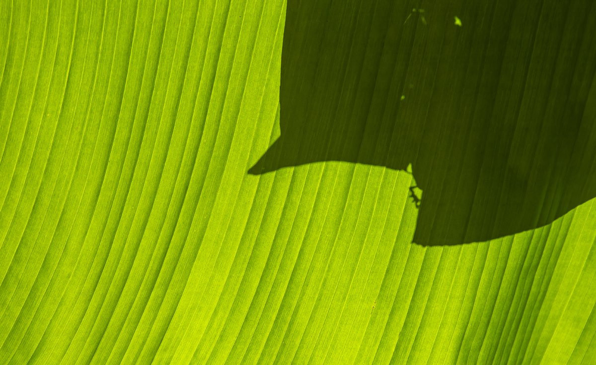 1-101-1051-gruenes-blatt-muenchen-bilder-galerien_l