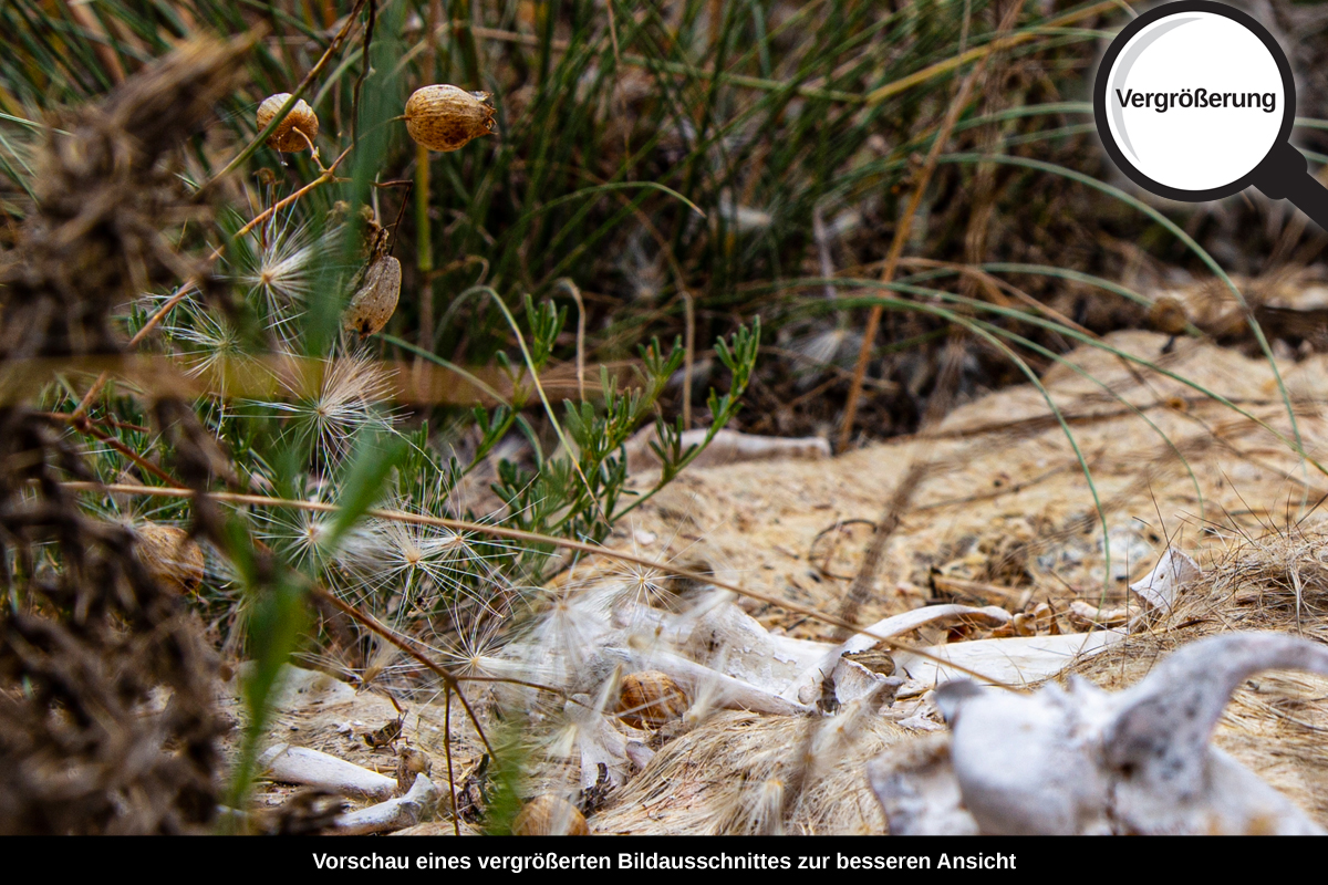 3-108-1114-bild-gross-natur-gras-blumen_l