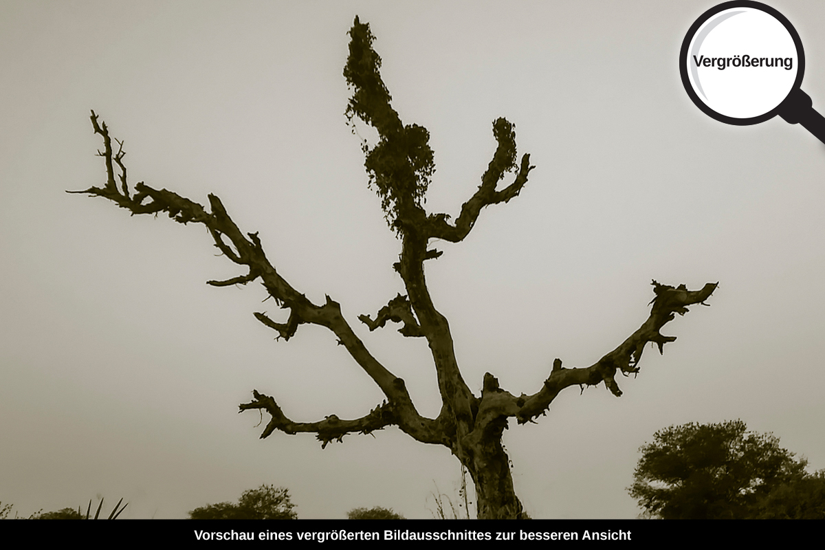 3-109-1023-bild-gross-knorrholz-trocken-natur_l