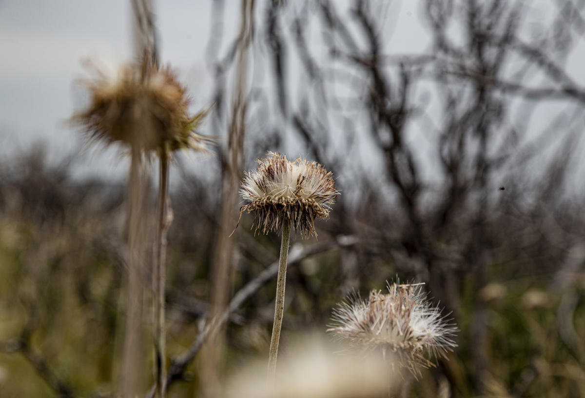 1-109-1111-blume-trocken-holzbilder-kunst_l