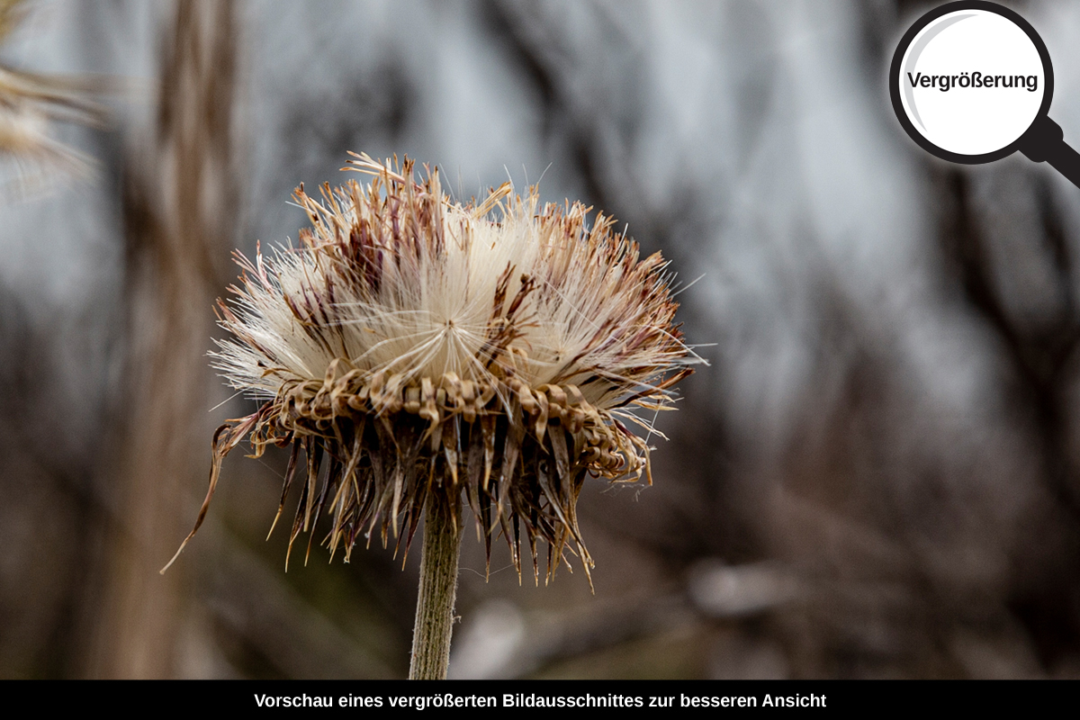 3-109-1111-bild-gross-blume-trocken_l