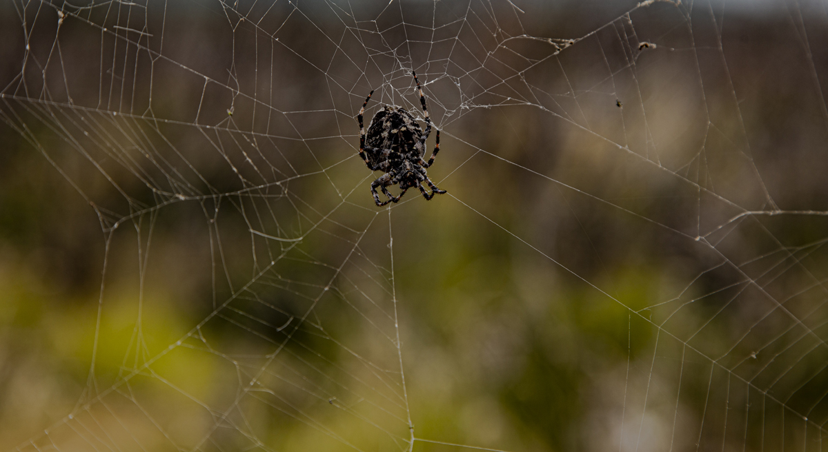 1-109-1113-spinne-spinngewebe-natur-jeglichen-rahmen-kunst-bilder_l