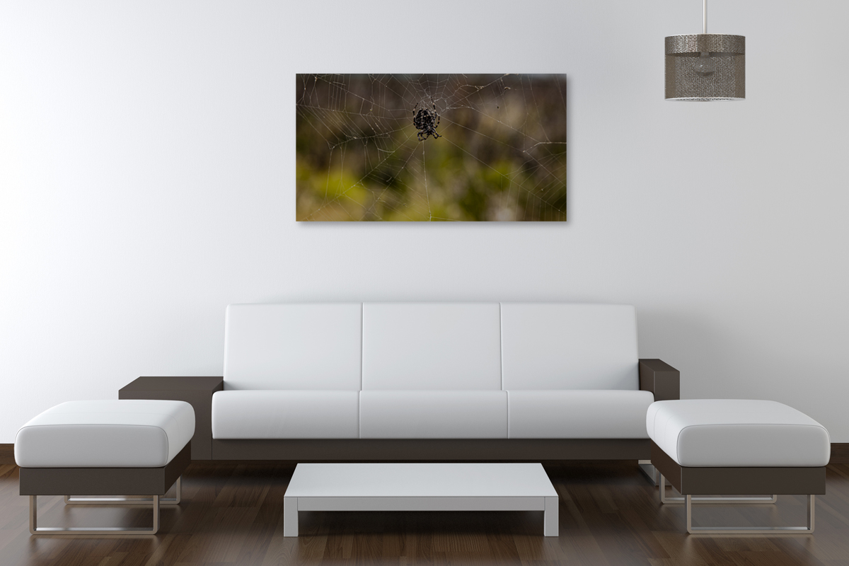 2-109-1113-wohnzimmer-spinne-spinngewebe-natur-jeglichen-rahmen-kunst-bilder_l
