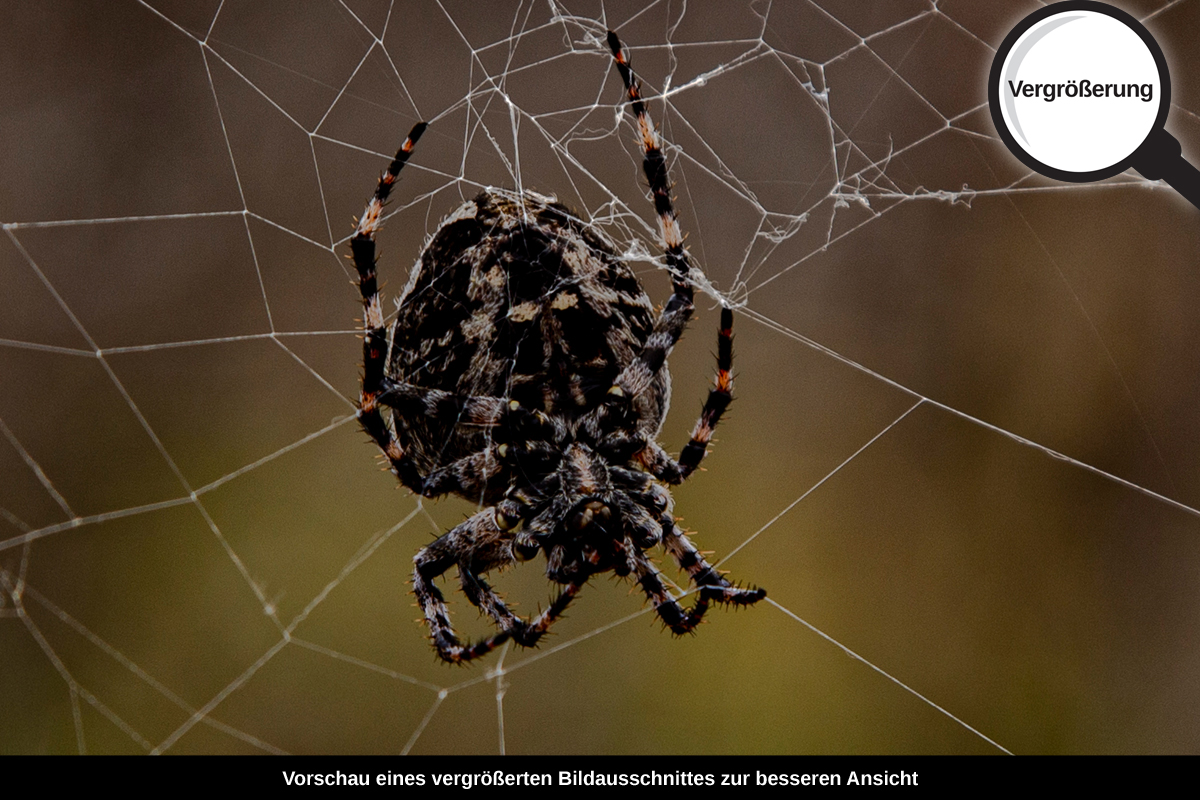 3-109-1113-bild-gross-spinne-spinngewebe-natur_l