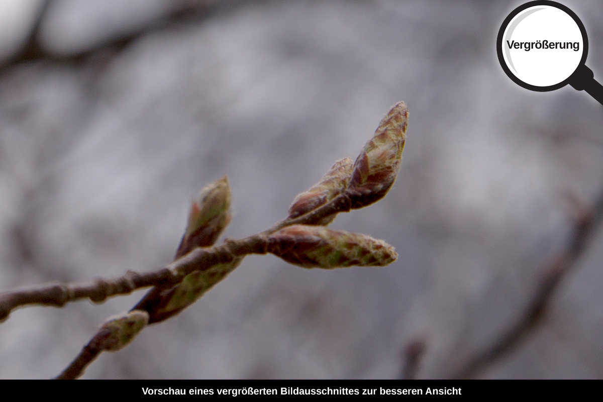 3-109-1138-bild-gross-fruehling-knospen-erwachen_l