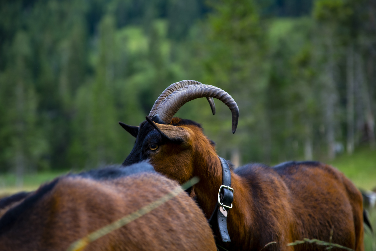 1-114-1257-tier-ziegenbock-natur-horn-zeitgenoessische-kunst-sonderanfertigungen_l