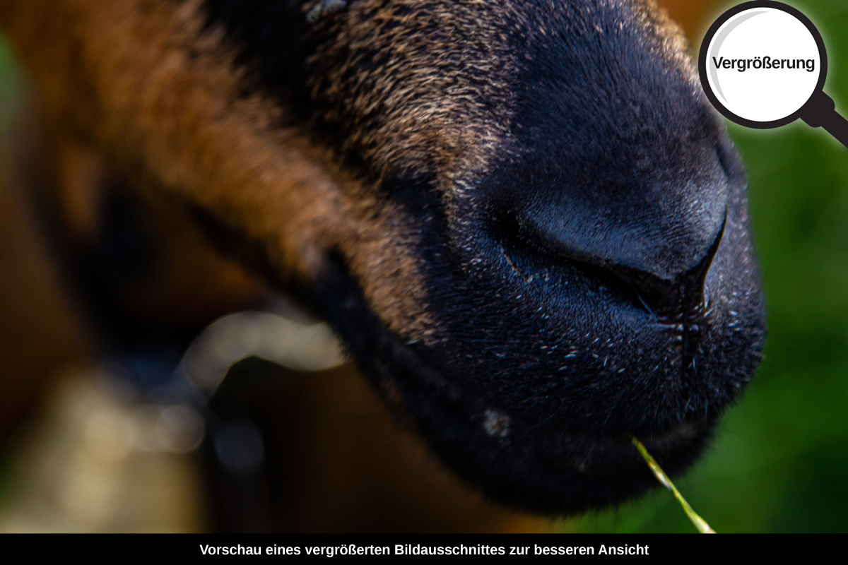 3-114-1258-bild-gross-tier-maul-pelz-sommer_l