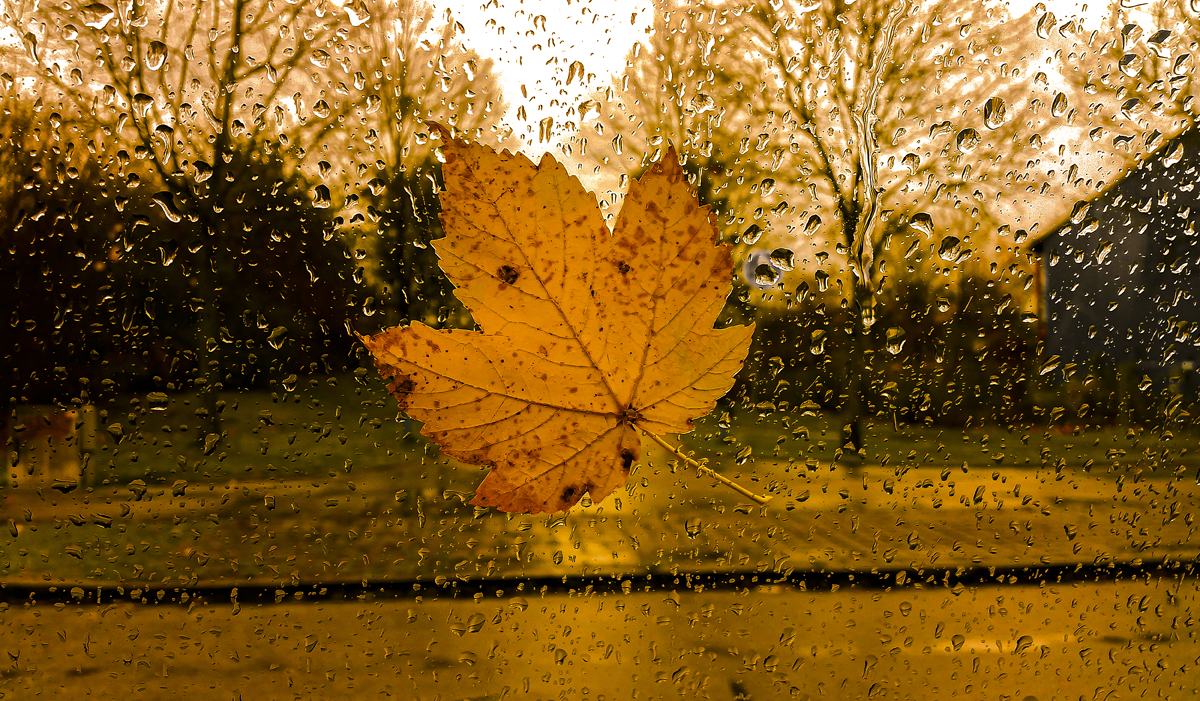 1-104-1661-herbst-blatt-regen-kunstbilder-kunstdrucke-auf-leinwand_l