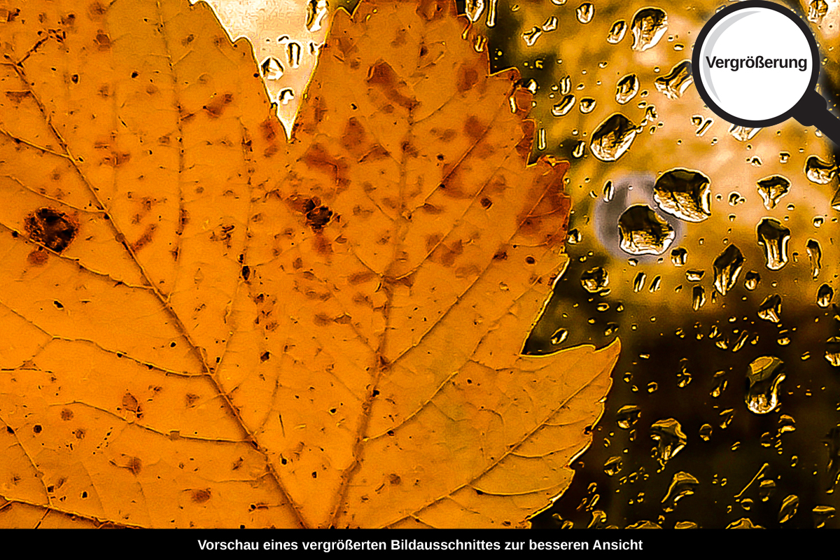 3-104-1661-bild-gross-herbst-blatt-regen_l