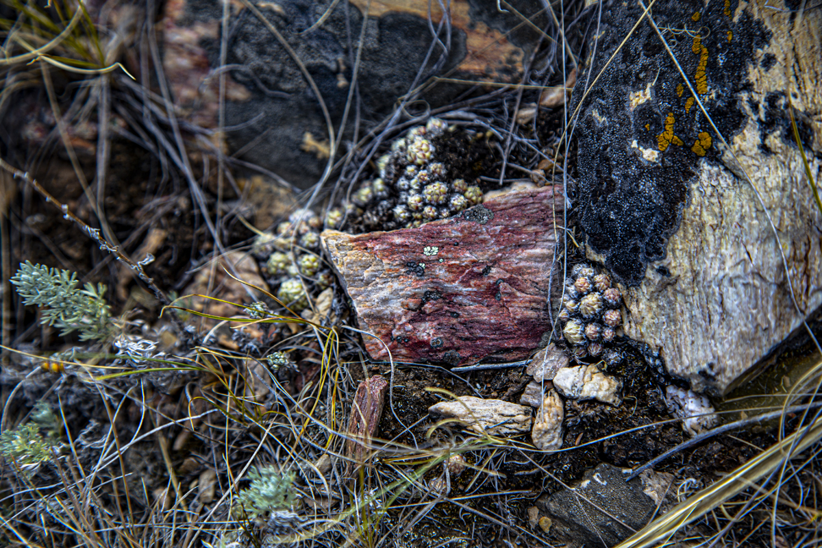 1-109-1427-stein-gras-holzbilder-hochwertige-fotokunst_l