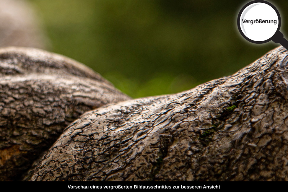 3-109-1487-bild-gross-baum-borke-natur_l