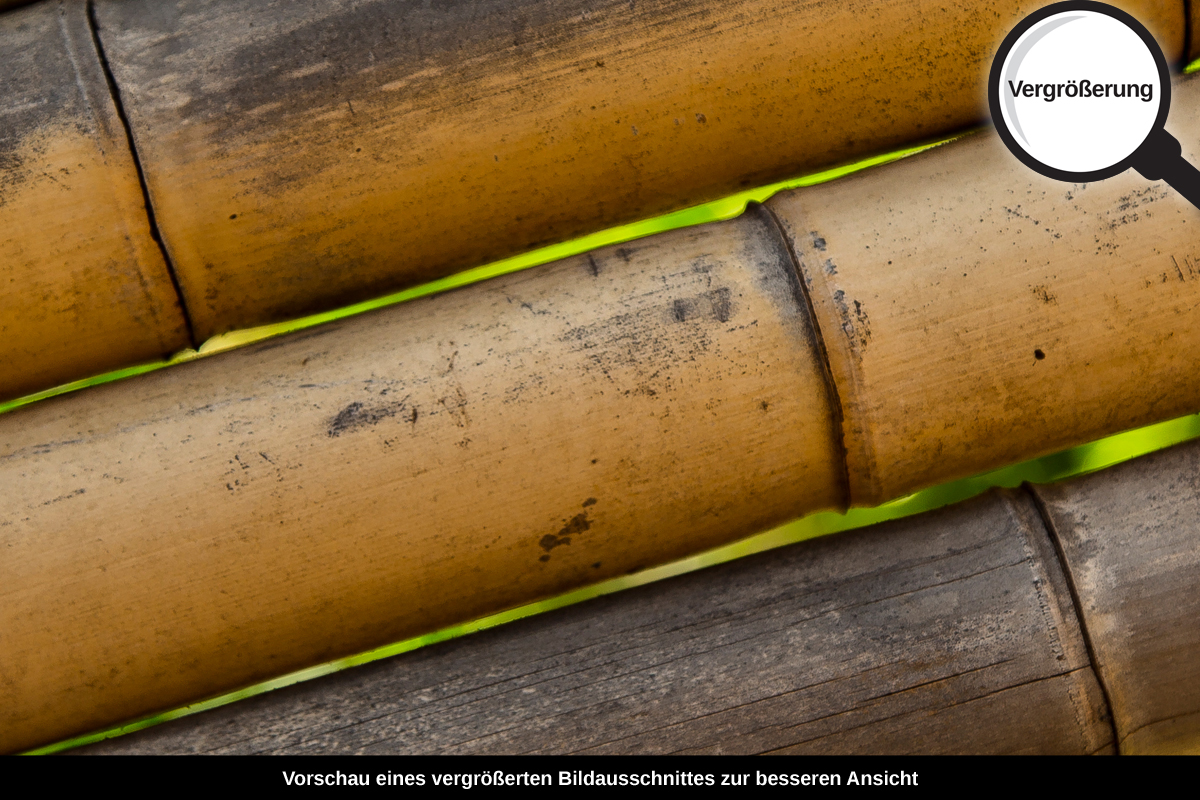 3-109-1547-bild-gross-bambus-sommer_l