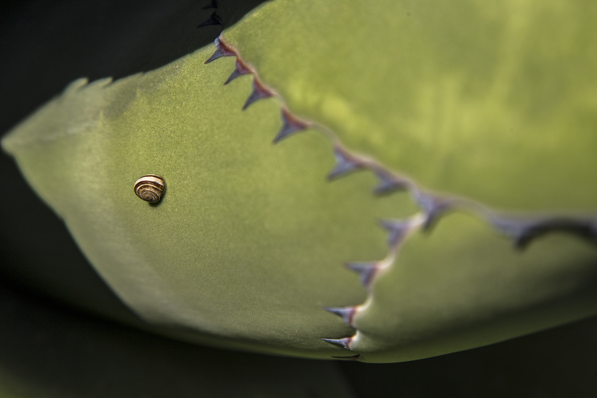 1-109-1581-schnecke-blatt-bild-kaufen-contemporary-art_l