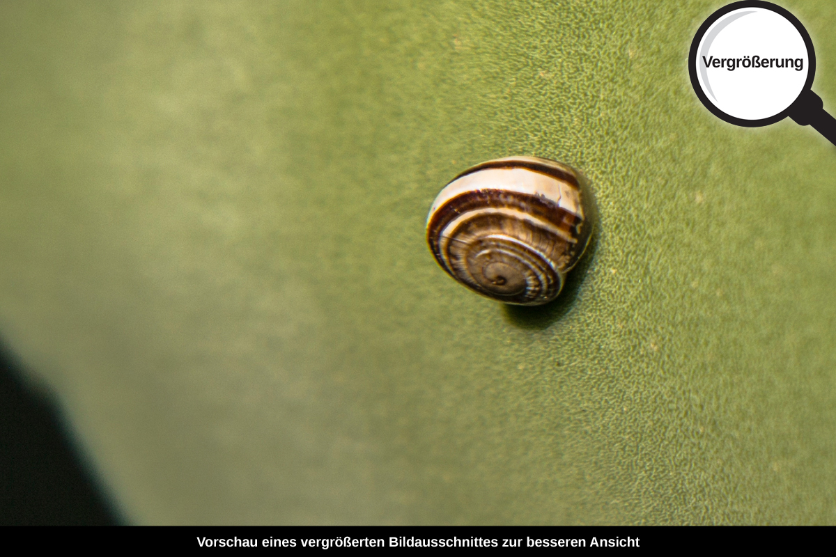 3-109-1581-bild-gross-schnecke-blatt_l