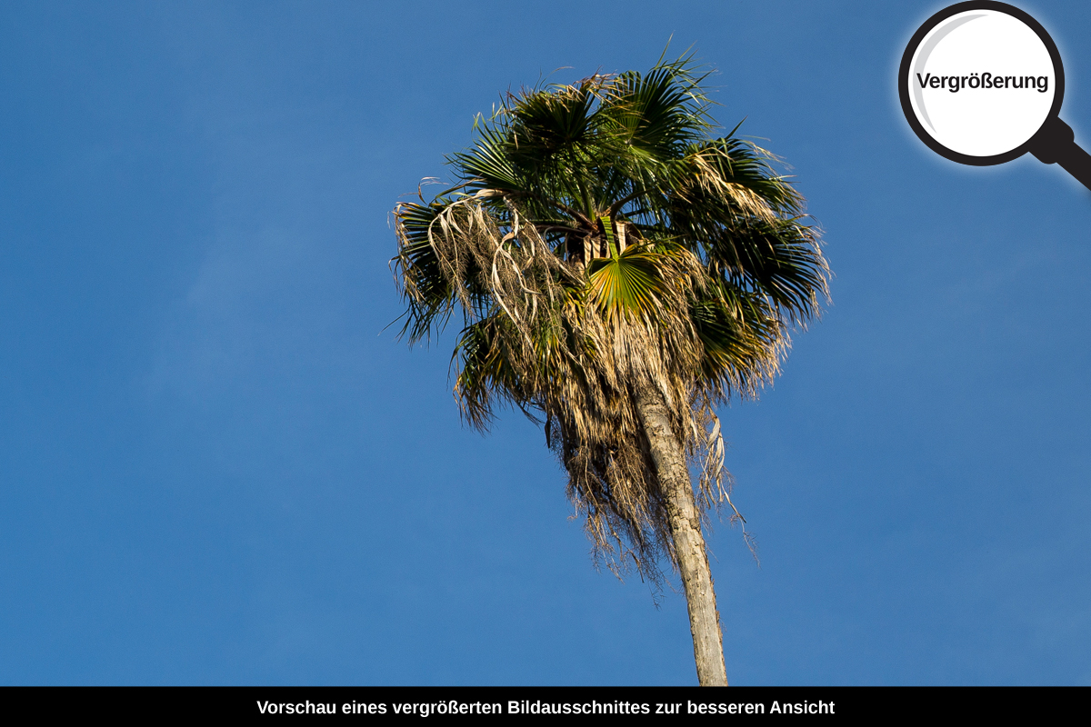 3-109-1600-bild-gross-palme-himmel_l