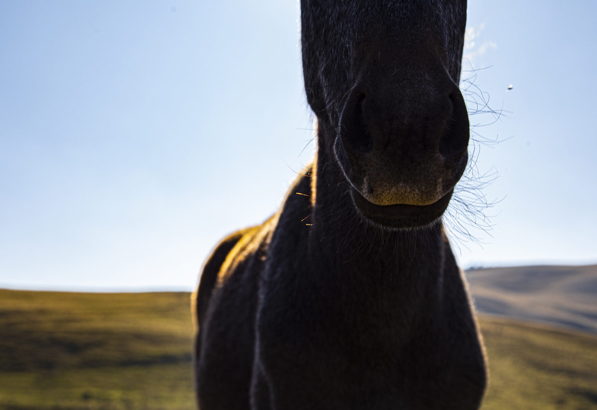 1-114-1515-pferd-maul-steppe-wandbild-onlineshop_l