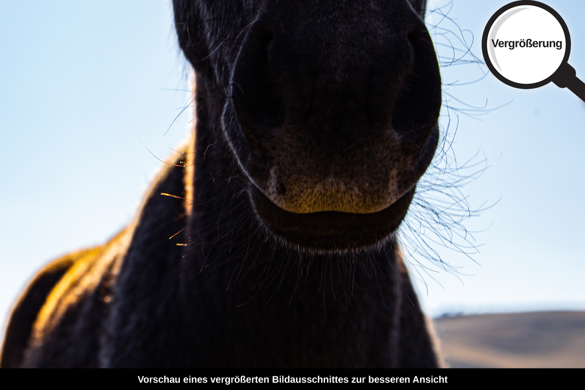 3-114-1515-bild-gross-pferd-maul-steppe_l