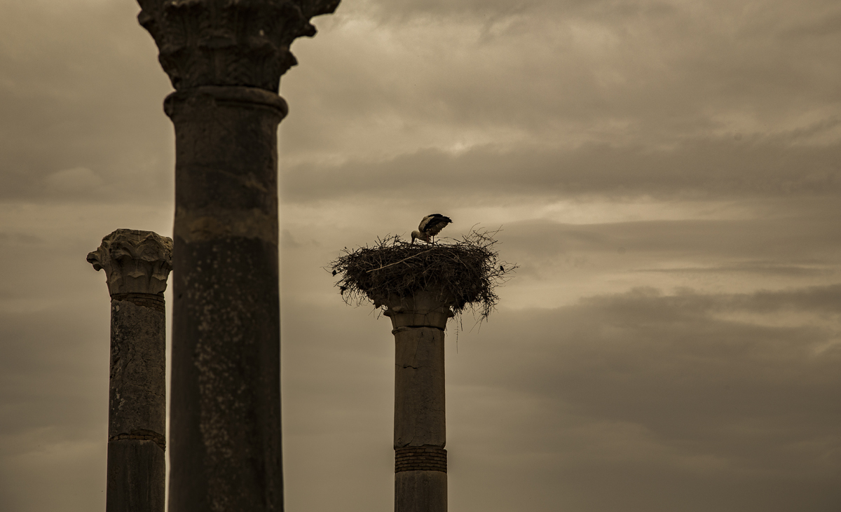 1-114-1531-nest-storch-saeule-monochrom-wandbilder-xxl-personalisierung_l