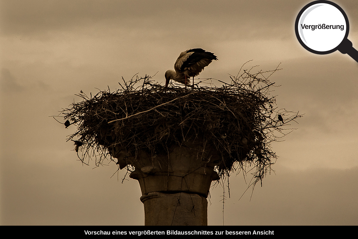 3-114-1531-bild-gross-nest-storch-saeule-monochrom_l