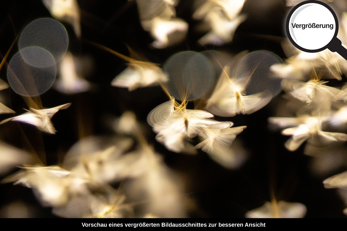 3-114-1532-bild-gross-johanniskaefer-lichter-fliegen-nacht_l