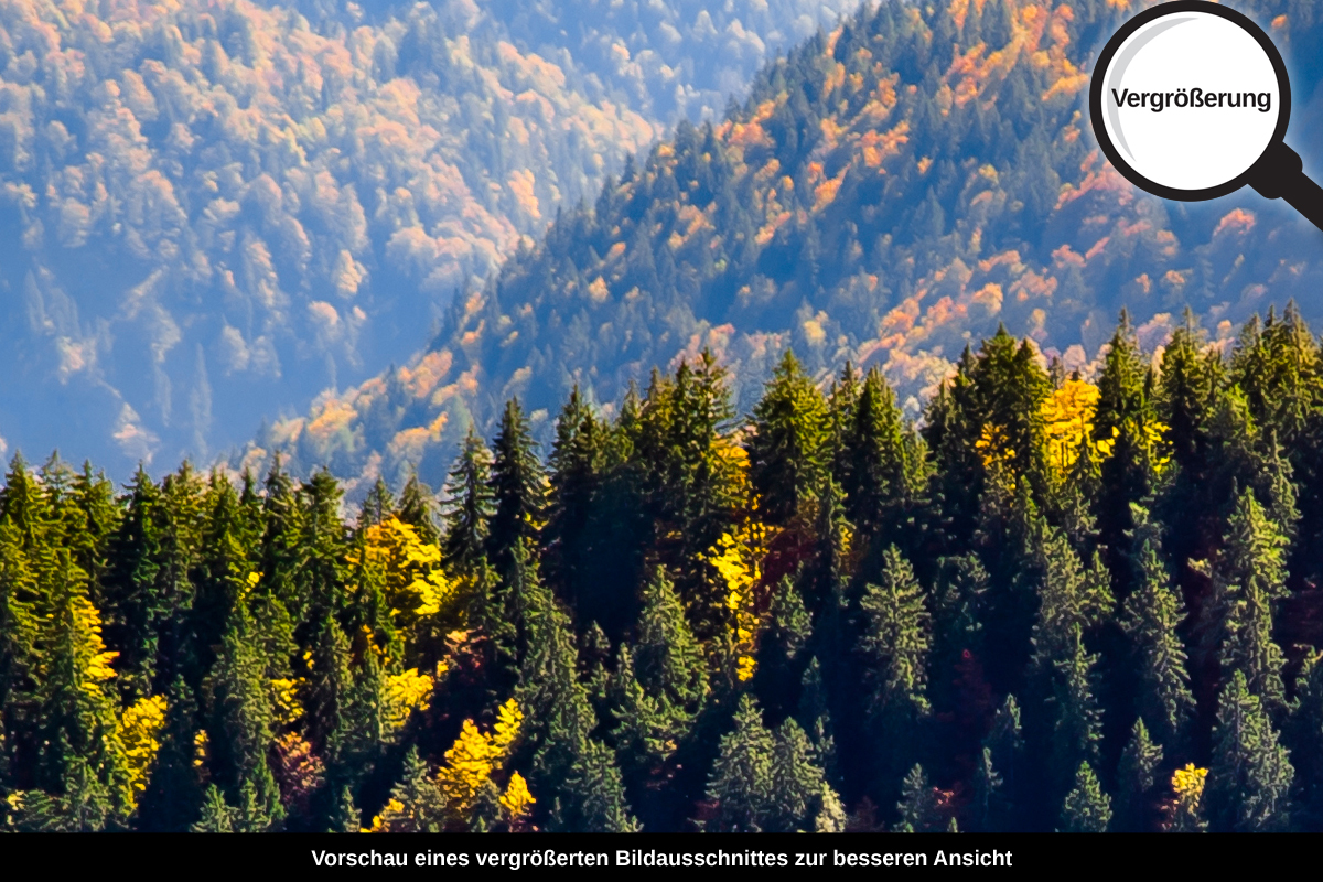 3-108-1001-bild-gross-urwald-gipfel-sonnenlicht_l