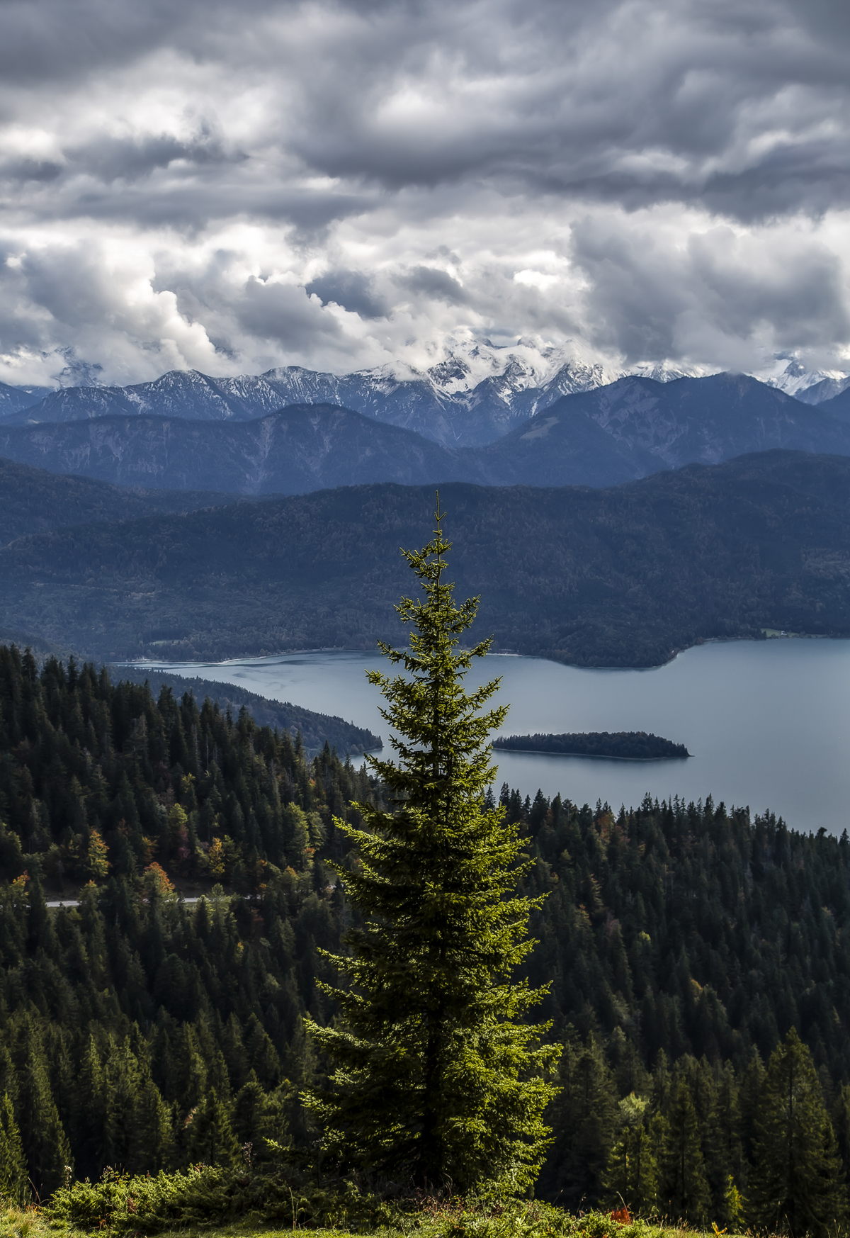 1-108-1077-tannenbaum-schneegipfel-schoenheit-zeitgenoessische-fotografie-kunst_l