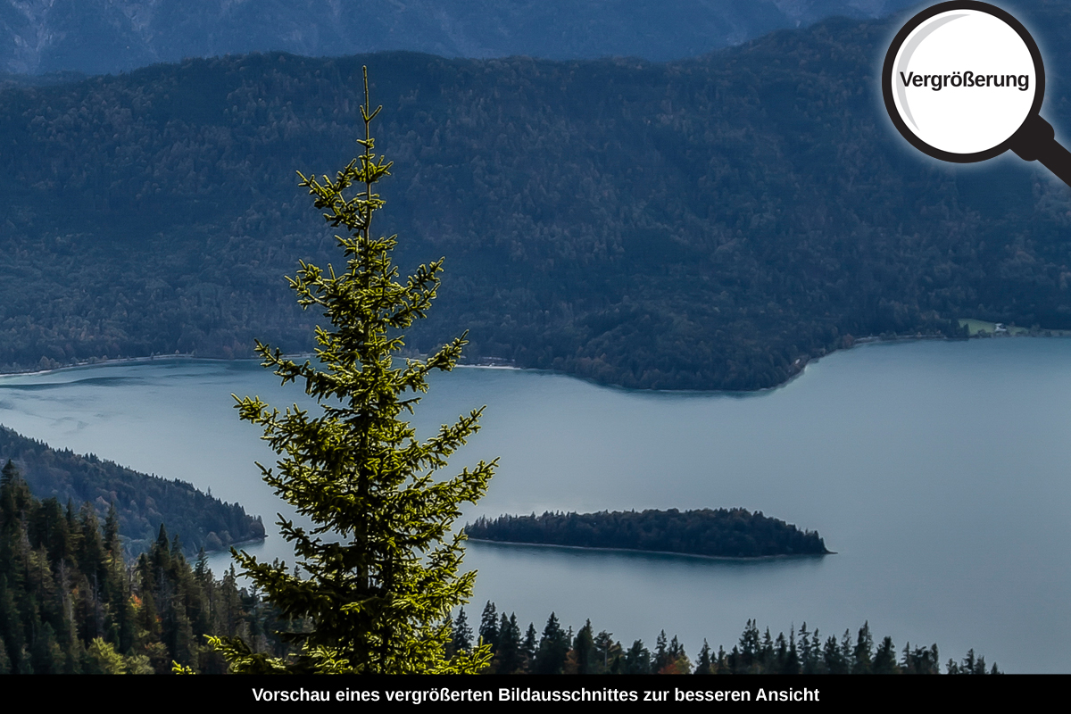 3-108-1077-bild-gross-tannenbaum-schneegipfel-schoenheit_l