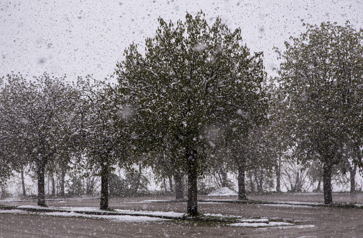 1-104-1570-winter-umwetter-baeume-garten-holzbilder-kuechenbilder_l