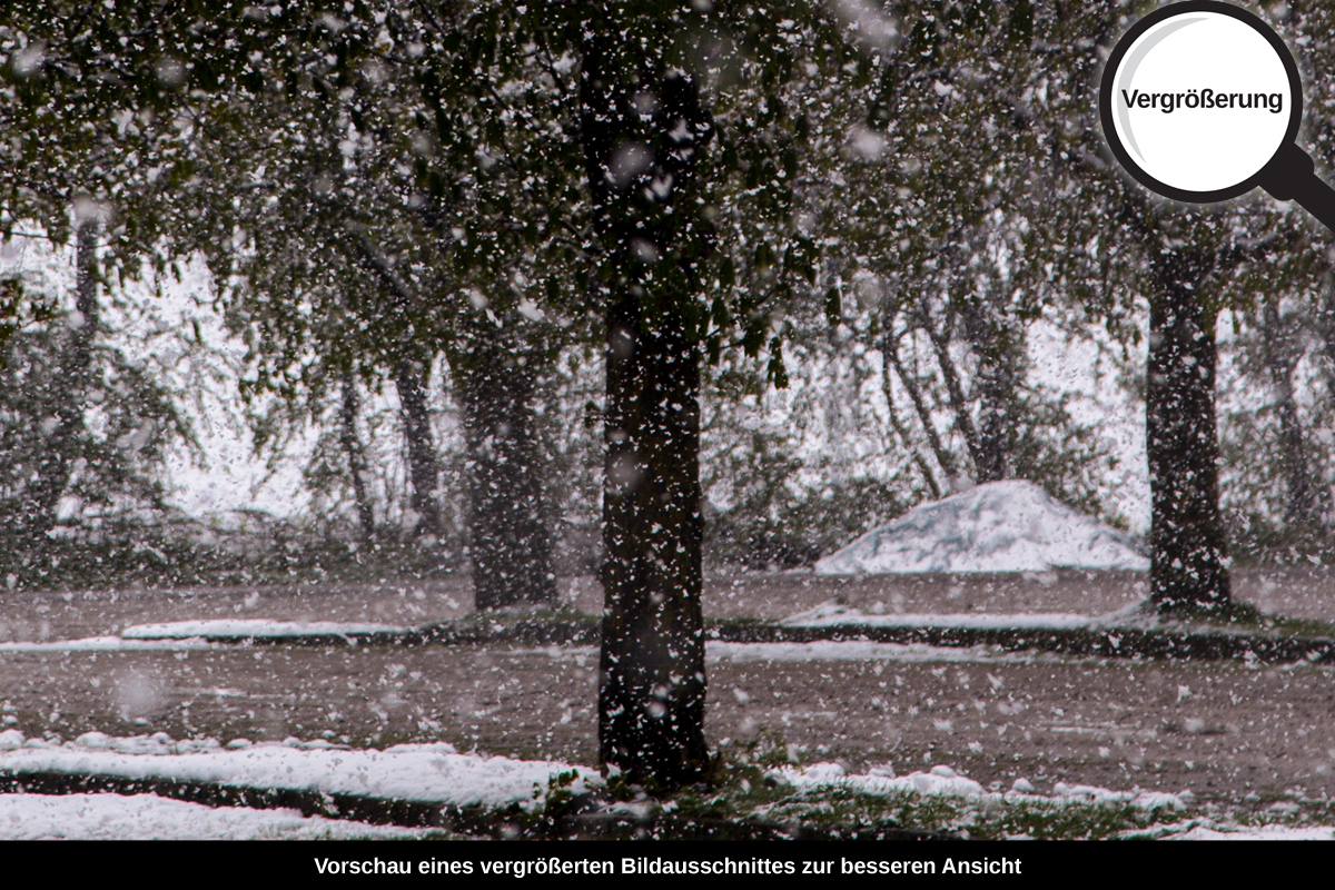 3-104-1570-bild-gross-winter-umwetter-baeume-garten_l