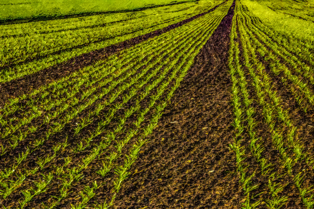 1-205-1082-junges-feld-digitaldruck-porträts_l