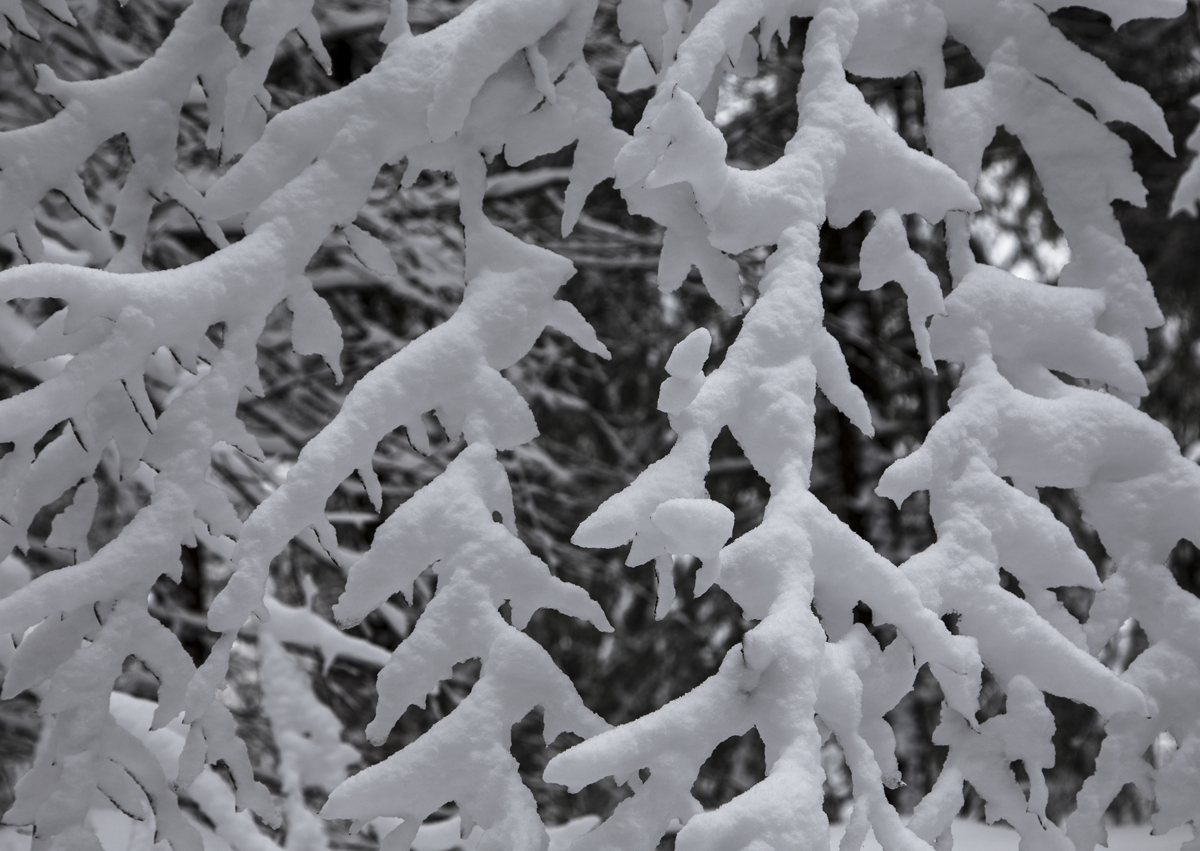 1-104-1290-winter-schnee-zweige-freude-der-kunden-galerie-qualitaet_l