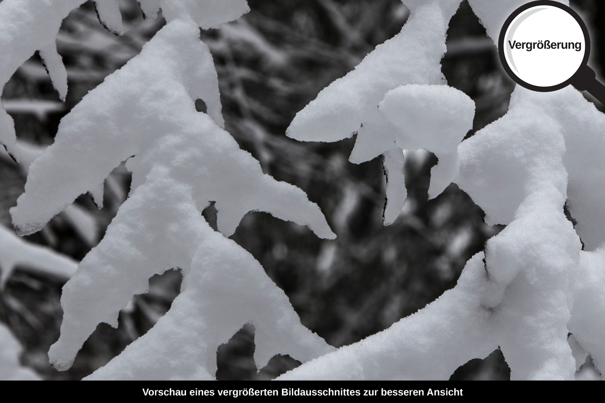 3-104-1290-bild-gross-winter-schnee-zweige_l