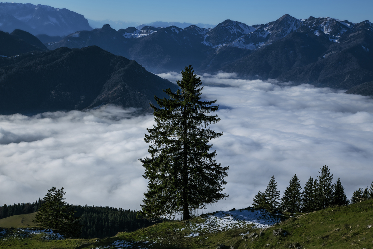 1-108-1418-fichtelbaum-nebel-hoehe-wandbilder-leinwanddrucke_l