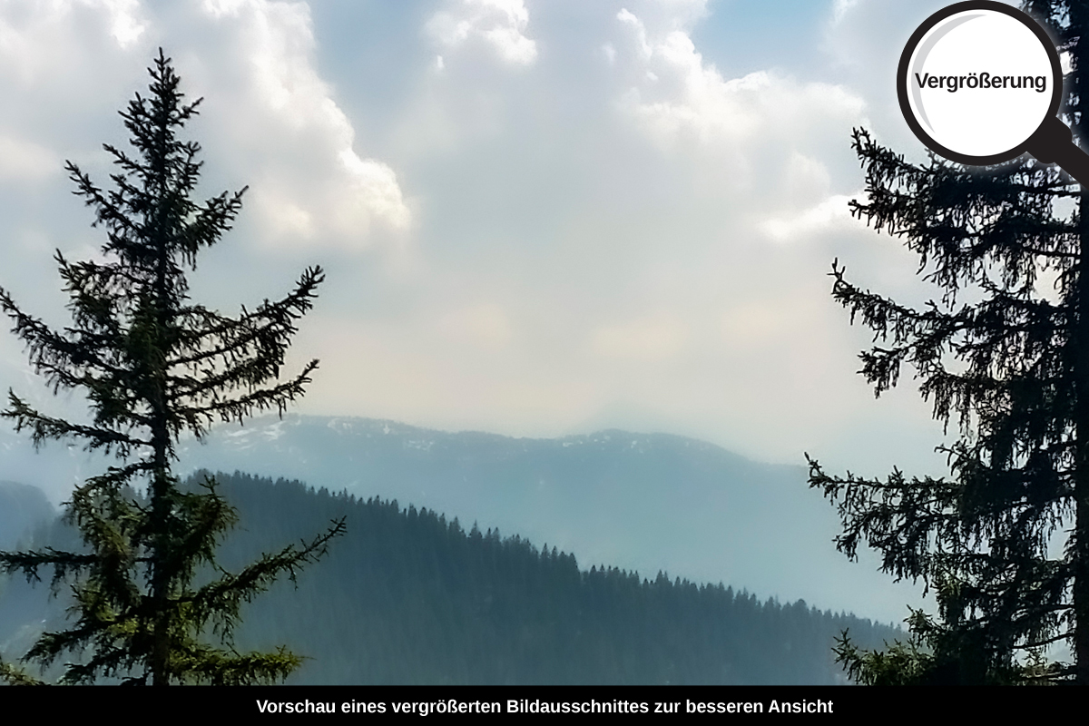 3-109-1645-bild-gross-tannen-kronen_l