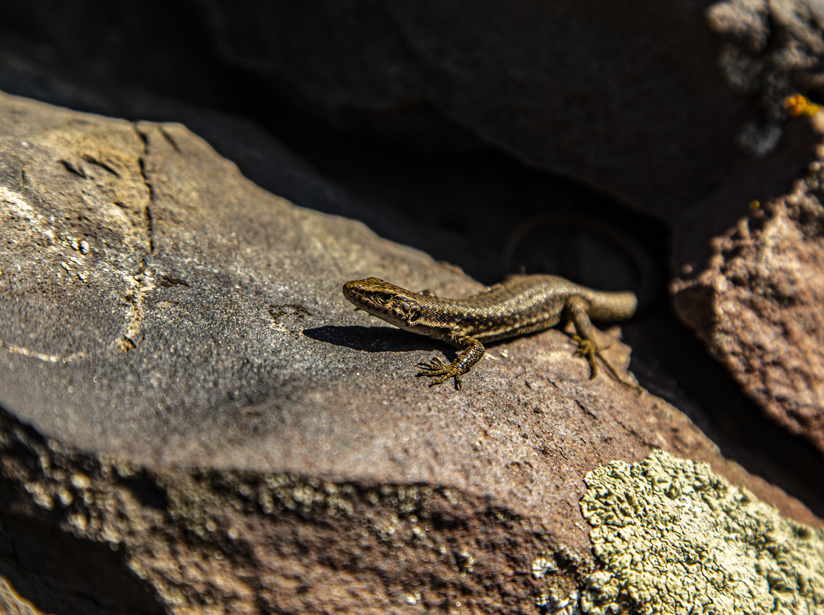 1-114-1509-echse-stein-natur-grau-wandbilder-original_l