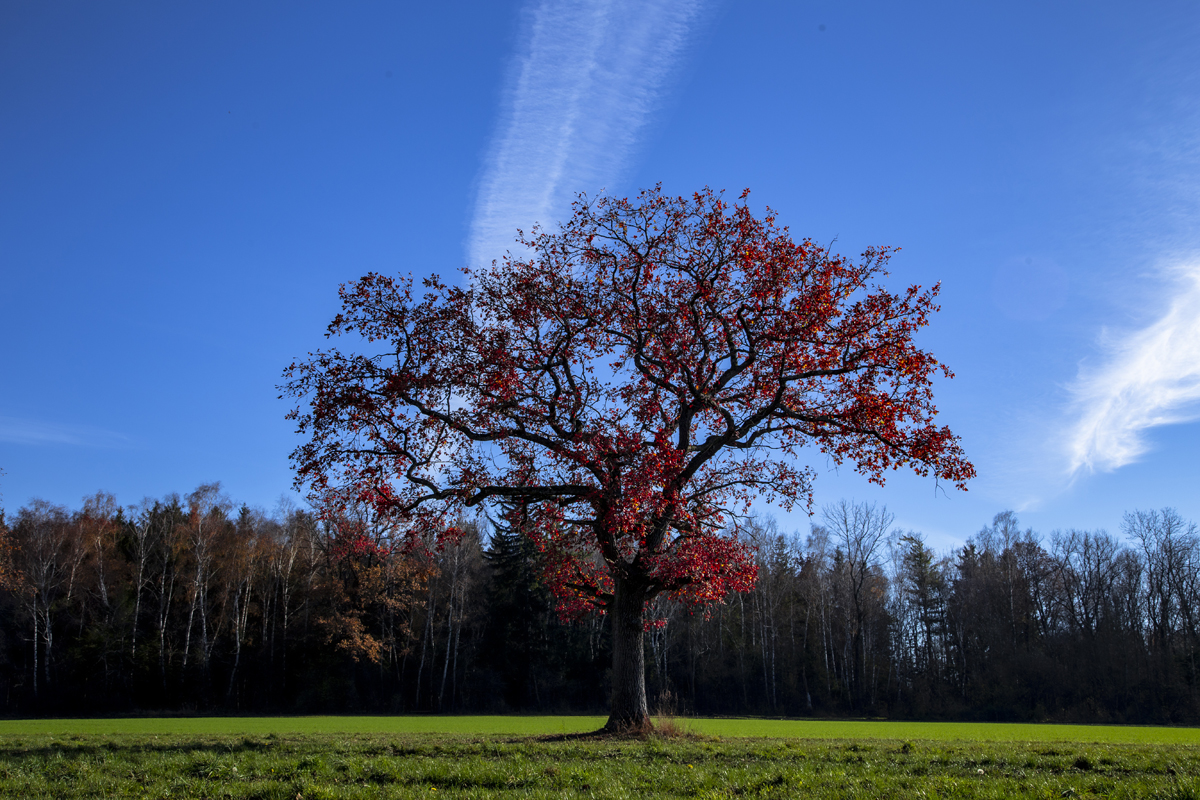 1-104-1391-einsamer-baum-im-feld-gerahmte-bilder-glasbilder_l