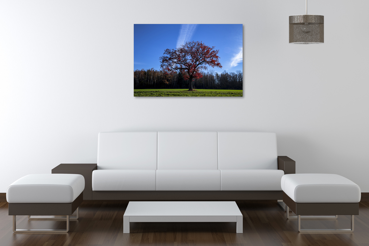 2-104-1391-wohnzimmer-einsamer-baum-im-feld-gerahmte-bilder-glasbilder_l